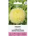 Астри Жълти Паеони Callistephus chinensis L Ness Paeony