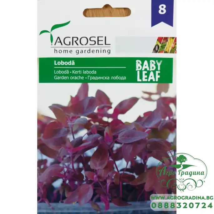 Бейби Градинска лобода - микро растение