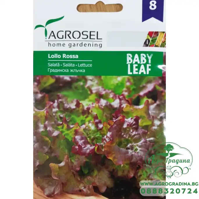 Бейби салата Лоло Роса - микро растение
