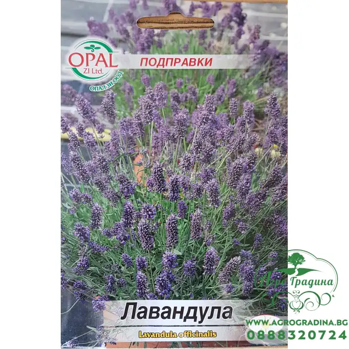 Лавандула Lavandula officinalis