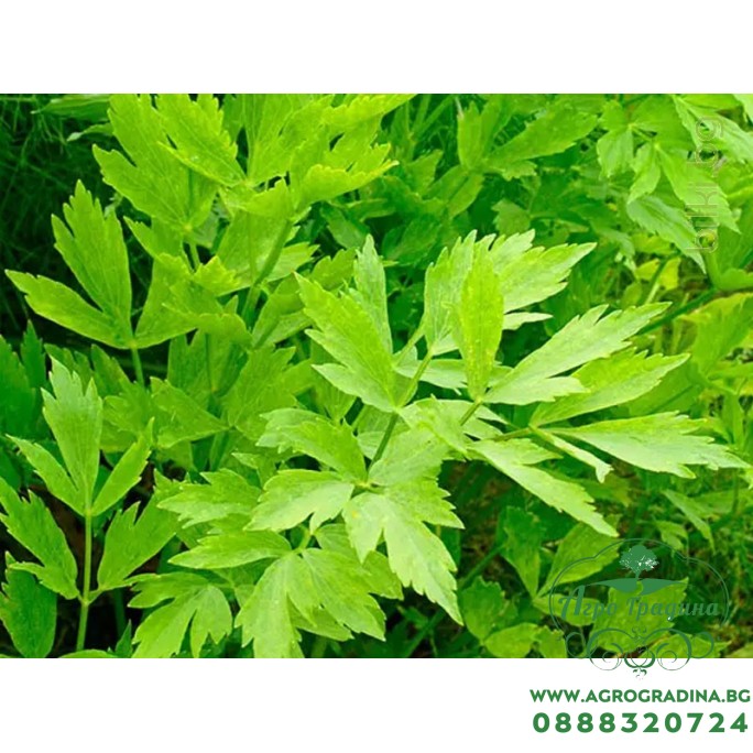 Девисил / Levisticum officinale