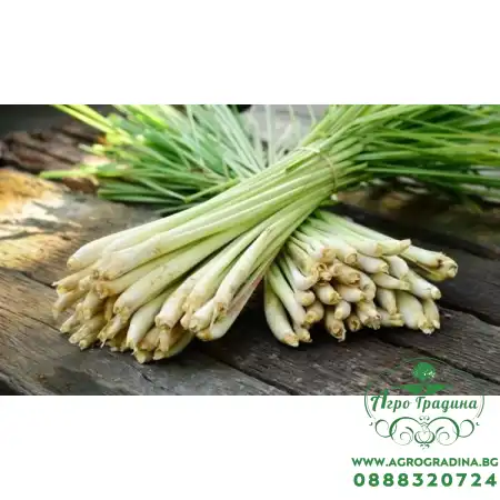 Лимонова трева