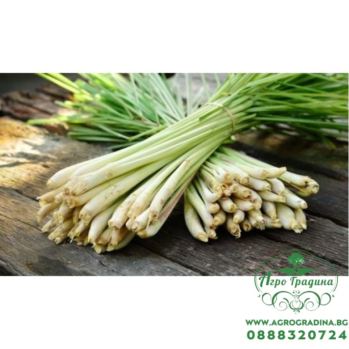 Лимонова трева