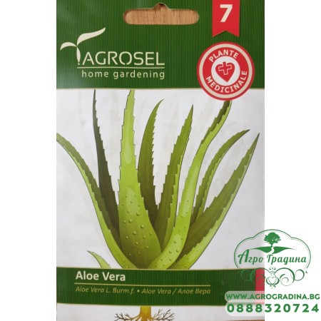 Семена за Алое Вера / Aloe vere