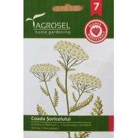 Бял равнец / Achillea millefolium