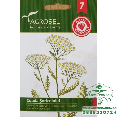 Бял равнец / Achillea millefolium