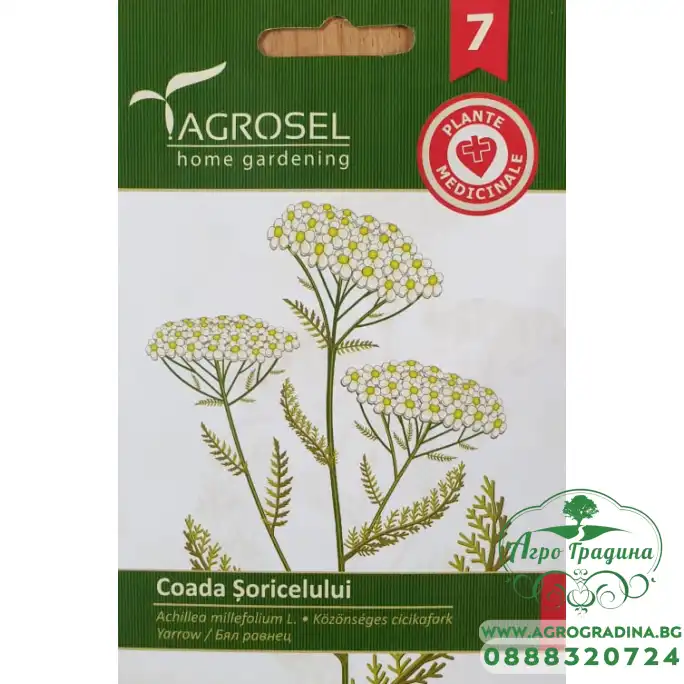 Бял равнец Achillea millefolium