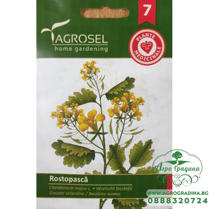 Змийско мляко / Chelidonium majus