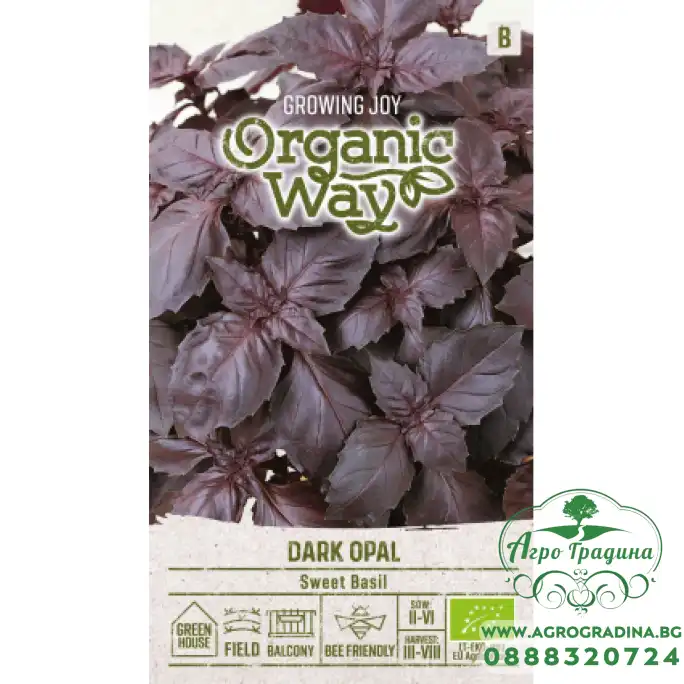 Органик Босилек Тъмен Опал Ocimum basilicum