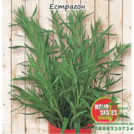 Естрагон Artemisia dracunculus