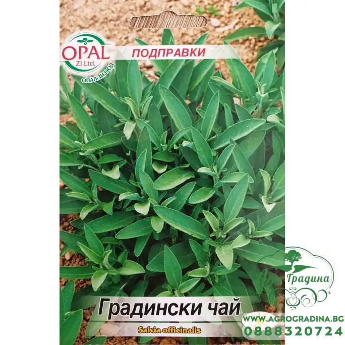 Градински чай (Салвия) Salvia officinalis