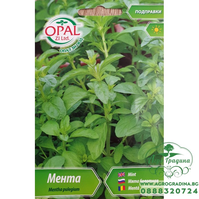 Мента / Mentha pulegium