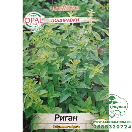 Риган Оriganum vulgare