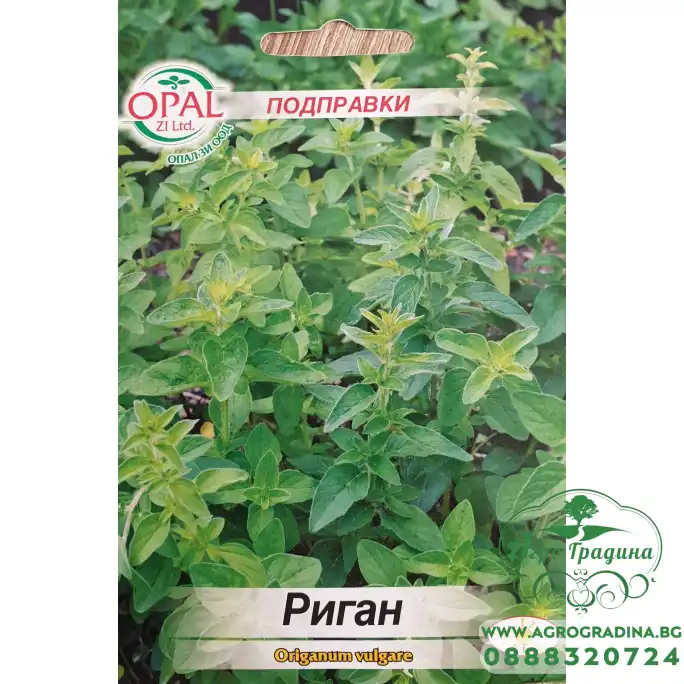 Риган Оriganum vulgare