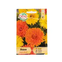 Медицински невен Calendula officinalis