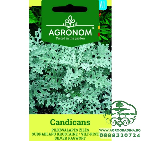 Сенецио / Candicamas