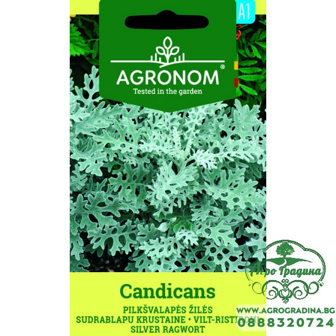 Сенецио / Candicamas