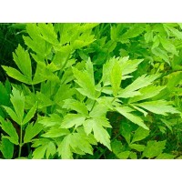 Девесил Levisticum officinale