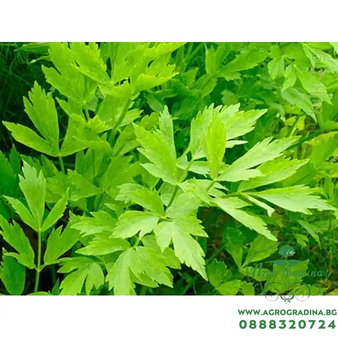 Девесил Levisticum officinale Девесил Levisticum officinale