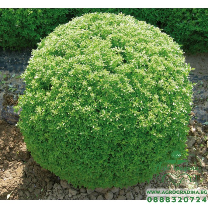 Босилек Гръцки мини Greco a palla