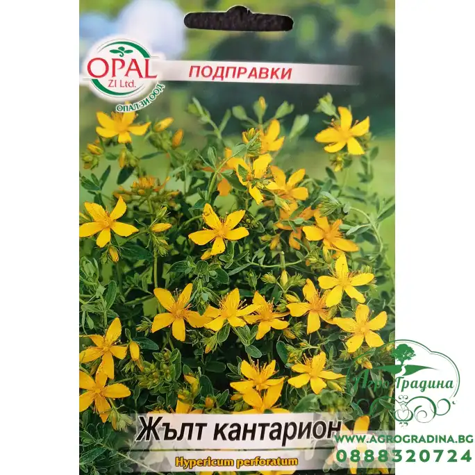 Жълт Кантарион - Hypericum perforatum Жълт Кантарион - Hypericum perforatum