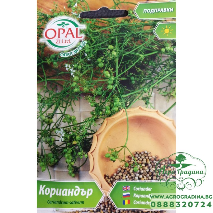 Кориандър Coriandrum sativum Кориандър Coriandrum sativum