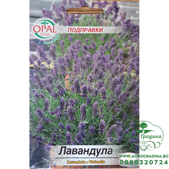 Лавандула Lavandula officinalis Лавандула Lavandula officinalis