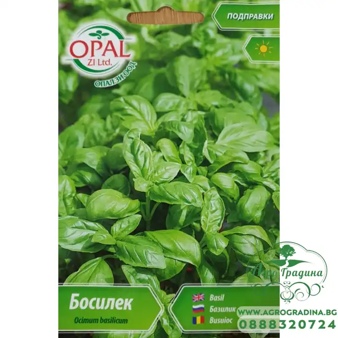 Босилек Ocimum basilicum Босилек Ocimum basilicum