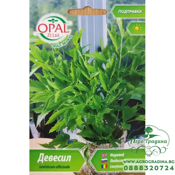 Девесил Levisticum officinale Девесил Levisticum officinale