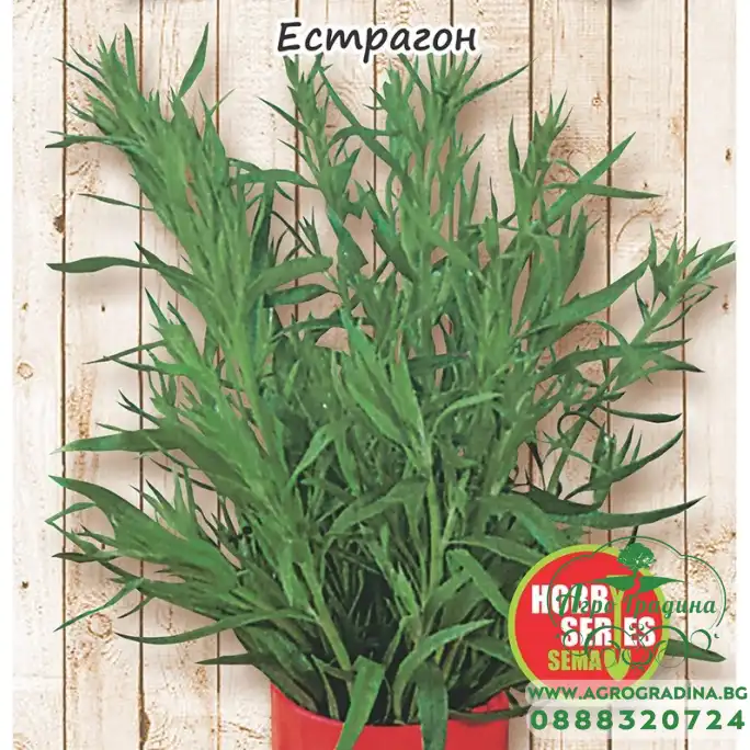 Естрагон Artemisia dracunculus Естрагон Artemisia dracunculus