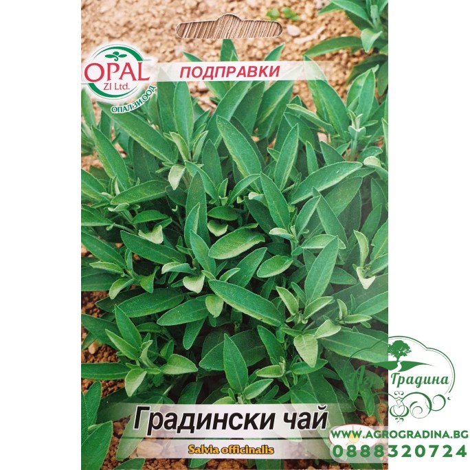 Градински чай (Салвия) Salvia officinalis Градински чай (Салвия) Salvia officinalis