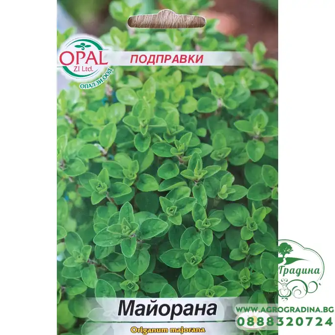 Майорана Origanum majorana Майорана Origanum majorana