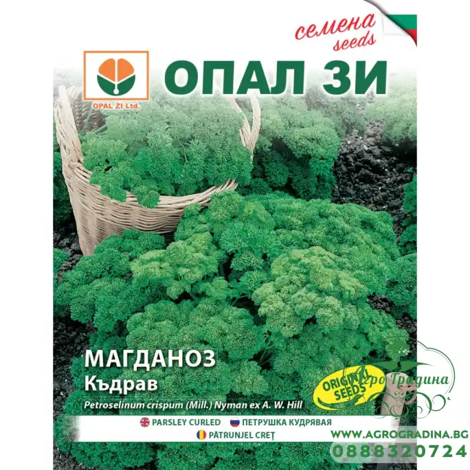 Магданоз - Къдрав Магданоз - Къдрав
