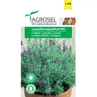 Лавандула Lavandula angustifolia
