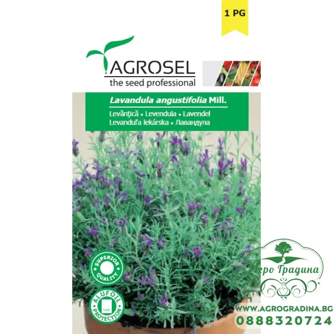 Лавандула Lavandula angustifolia Лавандула Lavandula angustifolia