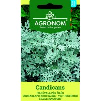 Сенецио Candicamas