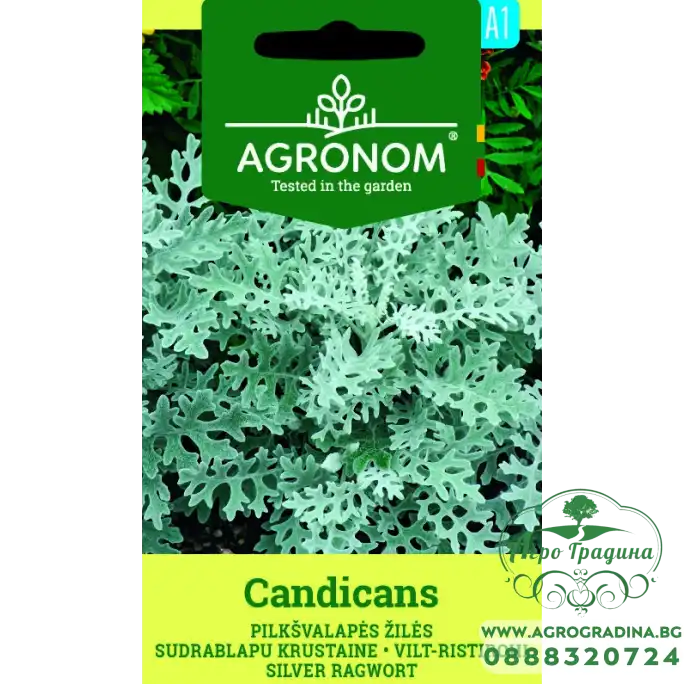 Сенецио Candicamas Сенецио Candicamas