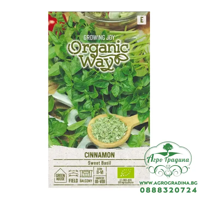 Органик Босилек Канела Ocimum basilicum