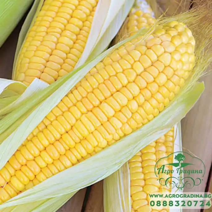 Царевица Сладка Роялти F1