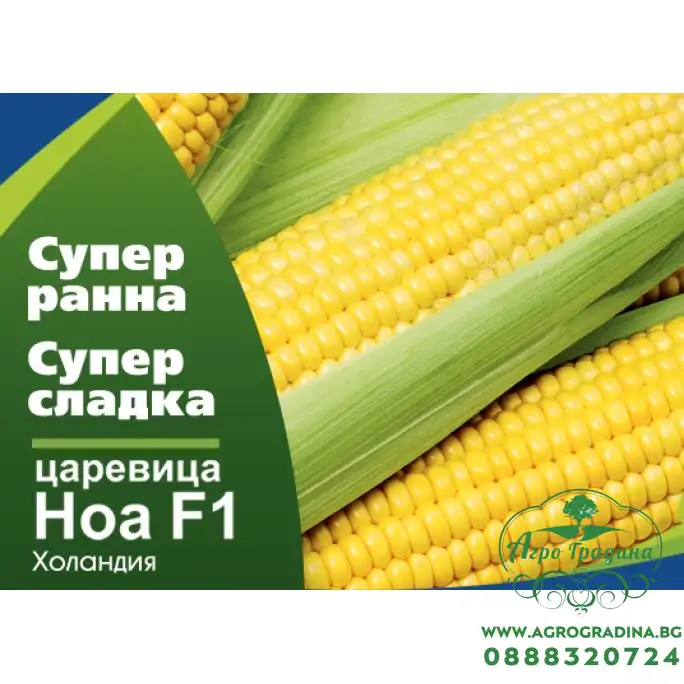 Супер сладка Царевица Ноа F1 - много ранна