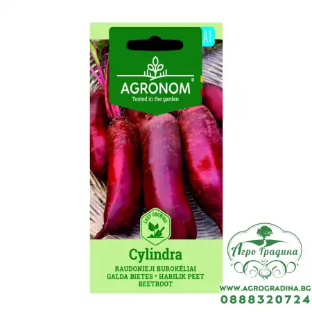 Салатно цвекло Цилиндрично Cylindra