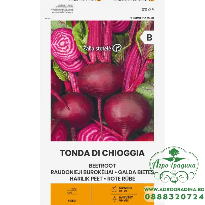 Салатно Цвекло Чиогиа Tonda Di Chiggia