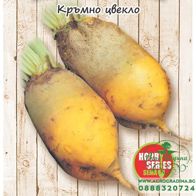 Кръмно цвекло