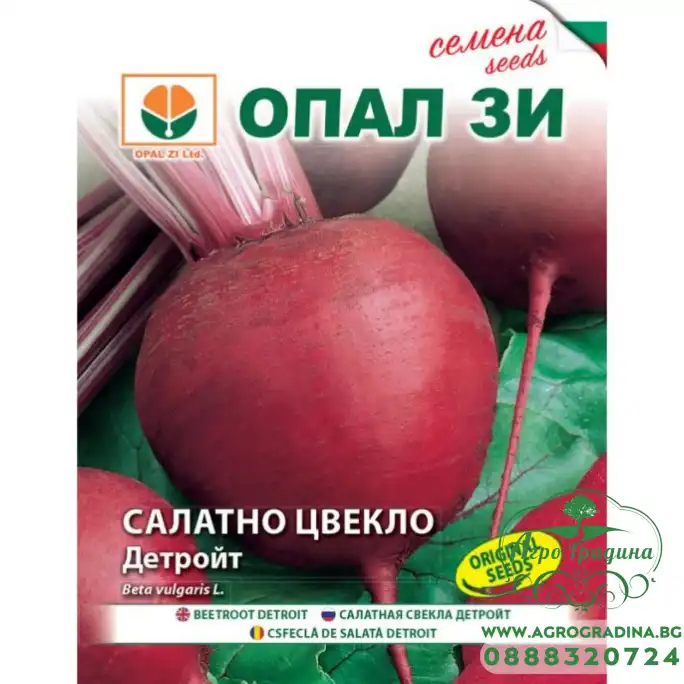 Салатно цвекло Детройт