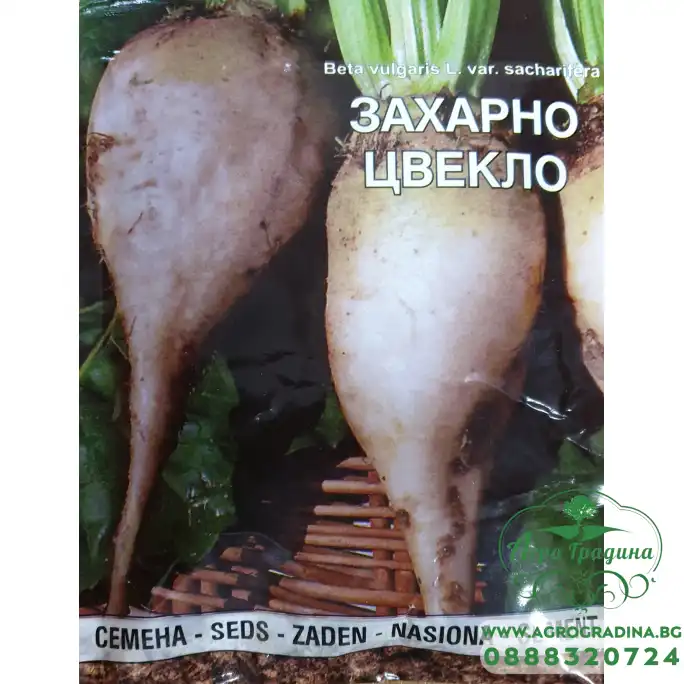 Захарно цвекло