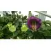 Кобея Лилава Cobaea scandens