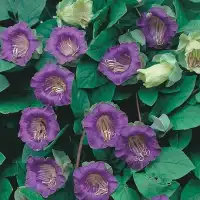 Кобея Лилава Cobaea scandens