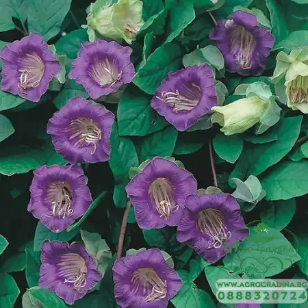 Кобея Лилава Cobaea scandens