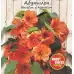 Семена за Абутилон (Стаен клен) Abutilon hybridum