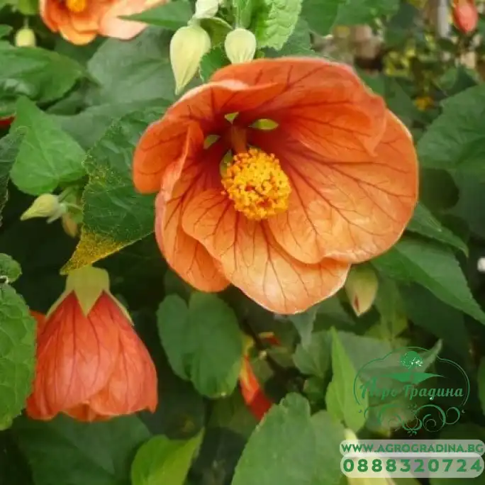Семена за Абутилон (Стаен клен) Abutilon hybridum